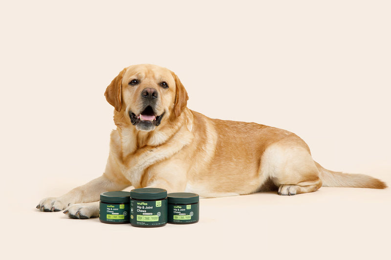 5 Reasons Why Your Dog Needs This Hip & Joint Supplement