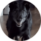 Gus